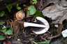 Házi tintagomba (Coprinellus domesticus), Budai-hegység